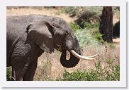 07IntoNgorongoro - 113 * Elephant.